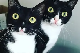 两只猫的动作表情神同步，画风真假难辨，猫影重重！图片