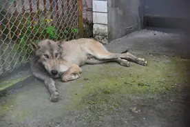 哈尔滨一村庄里出没的狼，看起来忧郁？专家：是虚弱的怂图片