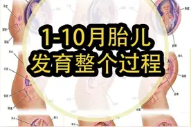 1～10个月胎儿发育全过程，太神奇了图片
