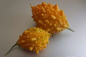 不管你承认不承认，“金铃子”就是苦瓜图片