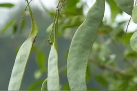 皂角树有啥用途？为何越来被嫌弃？4句老话闲叙皂角的荣耀与衰落图片