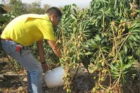 四月芒果花期怎么管？人工授粉、摇花、控春梢，病虫害要科学防治图片
