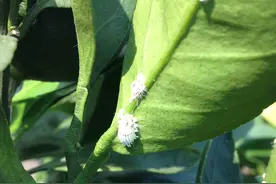 虫体小、密度高、危害重！幼果期，柑橘介壳虫千万要小心图片
