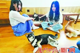 边喝饮料边撸猫，厦门这类萌宠饮品店至少有30家图片