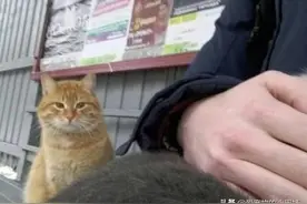 当流浪猫遇到家猫的时候，它们心里会想什么，看完感动了图片