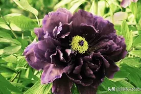 牡丹 | 传说昭仪妒牡丹图片