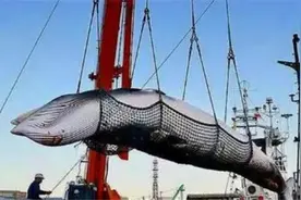日本为何坚持捕杀鲸鱼？不是为了吃肉，真正意图值得全世界警惕图片