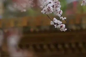 精美散文‖岁月蹉跎，妥帖安放生命图片