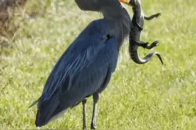 惨烈：鳄鱼被苍鹭生吞，蛇鳗从苍鹭腹中打孔钻出图片