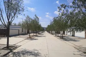 喝净化水，用互联网，沙尘暴越来越减少，戈壁滩上的这个“星光”种梭梭林，嫁接肉苁蓉图片