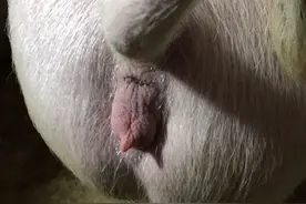 母猪配种20天排白东西咋回事？母猪配种后还流白色粘稠物正常吗？图片