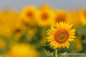 冬日暖阳—铭记岁月，感恩过往图片