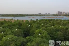 数千只白鹭栖息连云港西双湖生态湿地图片