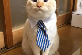 “嘿嘿嘿，猫猫真·胸部以下全是腿！”图片