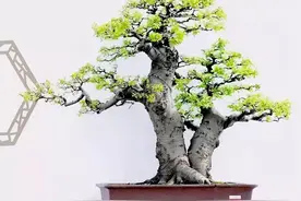 朴树盆景，别具特色图片