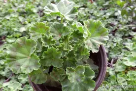 天竺葵的叶子越养越小是怎么回事呢？图片