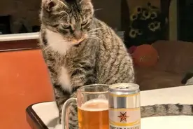 猫猫喝酒表情包图片