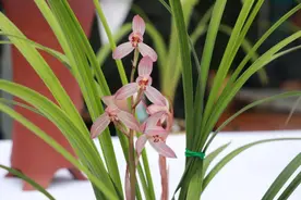 兰为王者香 芳馥清风里图片