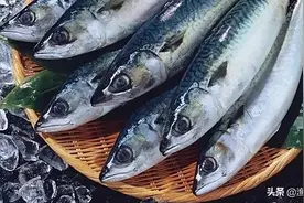 上层经济鱼类之一的青花鱼，生长快、肉质坚实，其肝可提炼鱼肝油图片