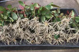 在家自制生根粉，多肉砍头、植物扦插都能用，不易黑腐，快速生根图片