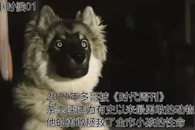 2011年多哥被《时代周刊》杂志评选为有史以来最勇敢的动物图片