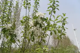 千古绝唱《麦秀歌》图片