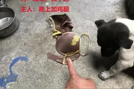 狗狗叼回家一件衣物，主人看清后却有些发愁：你怎么老是搞事情？图片