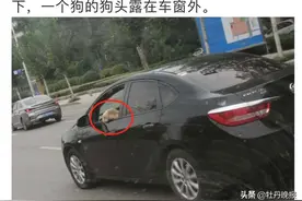 网友举报一市民抱着狗开车，开发区交警：查图片