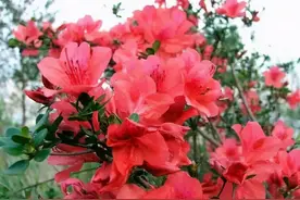 虽然映山红是年宵花，抗冻还能开花，但冬季养护也要注意图片