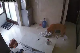 2岁“暖男”金毛犬翻车：家中抱枕被撕得体无完肤，监控全程记录图片