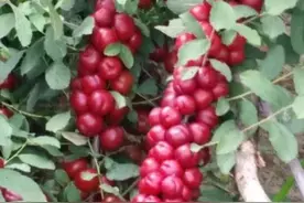 “高钙果”是一种什么样的植物？图片