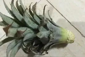吃剩的“菠萝头”可别丢，埋进花盆里，比吊兰还漂亮！图片