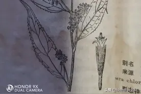 【中医药】1978年版《全国中草药汇编（下册）》录编之三：一扫光图片