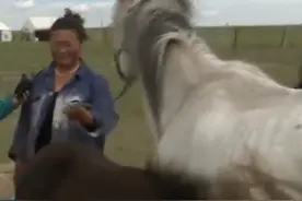 挤马奶为什么要骗马？连蒙带骗的人类，马：我太难了图片