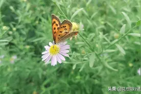 雨过天晴，走在乡间的小路上拍下的美丽花朵、蝴蝶、蘑菇、果树图片