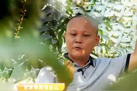 广东大哥负债百万，靠种植橄榄营收2000万，带领村民发家致富图片