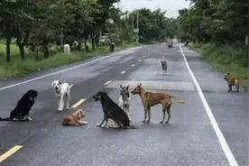公路上围坐着一群流浪狗，车主下车后吓了一跳！网友：原谅我无知图片