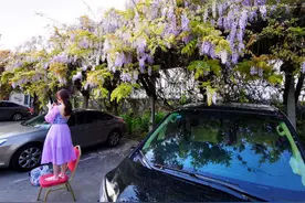 上海“最美停车场”开满紫藤花  漂亮小姐姐光脚丫站凳子上自拍图片
