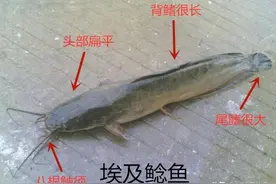 辟谣：鲶鱼是“垃圾鱼”肮脏不能吃？其实脏的不是鱼！图片