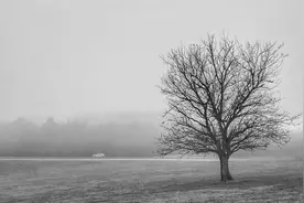 旅途八载，再读 席慕蓉《树的画像》有感图片
