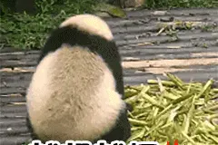 熊猫的尾巴是啥颜色？90%的四川人都答错了！图片