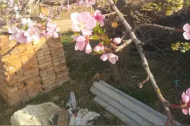 #你知道桃树，苹果树是先有花还是先长叶吗#图片