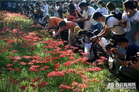 西安大兴善寺彼岸花盛开吸引大批游客图片
