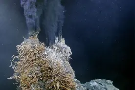 无眼虾常年在450℃海里，没点事！一旦进入50℃温水中，怂了图片