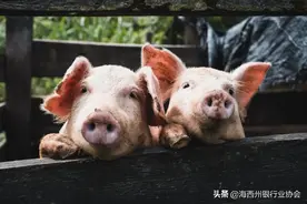中国公布转基因“超级猪”，更不易染病，何时能上餐桌？图片