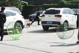 爱狗就不要让它流浪！深圳城管上路收治流浪犬视频封面