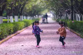 没有学生和游客 西安交大落樱铺满樱花大道 图片
