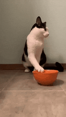 我怀疑这些猫狗是人投胎的...图片