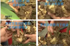6个原因解析大姜“掐脖子”病，7个对策帮助姜苗转危为安根壮苗强图片
