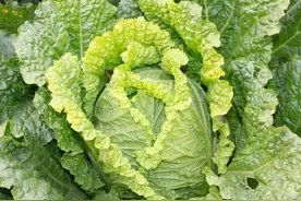 萝卜白菜定苗后，用这4个方法，增产效果相当明显图片
